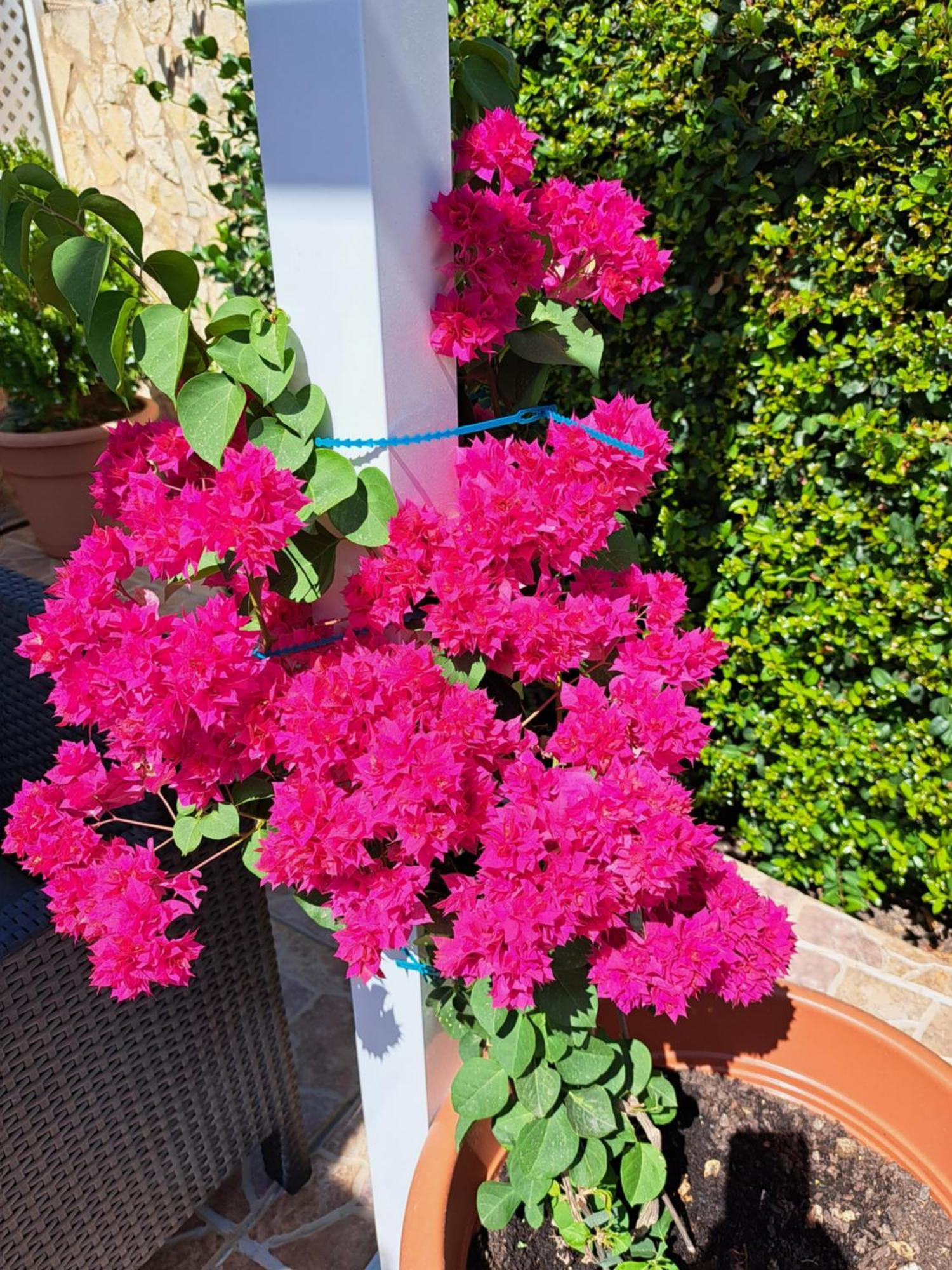 Villa Mariamar Albufeira Zewnętrze zdjęcie